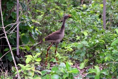 Rotfußseriema (Cariama cristata)