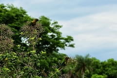 paraguay-06405