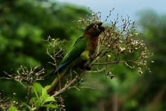 Braunohrsittich (Pyrrhura frontalis)