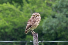 Kanincheneule (Athene cunicularia)
