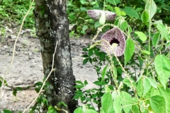 Pfeifenblume (Aristolochia elegans)