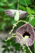 Pfeifenblume (Aristolochia elegans)