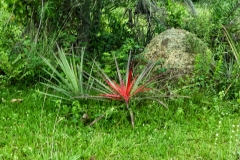 paraguay-06409
