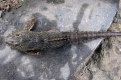 Rineloricaria sp.