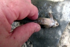 Rineloricaria sp.
