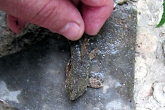 Rineloricaria sp.