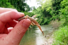 Rineloricaria sp.