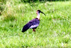 Weißhalsibis (Theristicus caudatus)