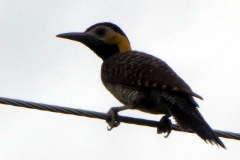 Feldspecht (Colaptes campestris)