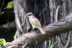 Schwefeltyrann (Pitangus sulphuratus)