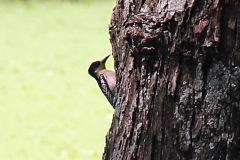 Weißspecht (Melanerpes candidus)