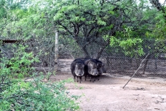 Wildschwein Arterhaltung:Catagonus wagneri   - Fortin Toledo