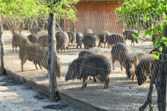 Wildschwein Arterhaltung - Fortin Toledo