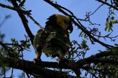 Blaustirn-Amazone (Amazona aestiva)