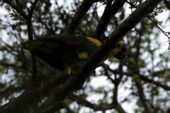 Blaustirn-Amazone (Amazona aestiva)