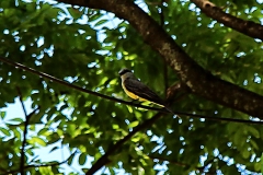 Schwefelmaskentyrann (Pitangus sulphuratus) ?