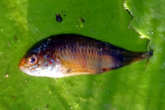 Apistogramma commbrae