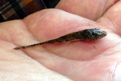 Pseudohemiodon cf. platycephalus