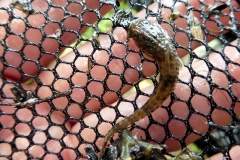 Pseudohemiodon cf. platycephalus