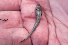 Pseudohemiodon cf. platycephalus