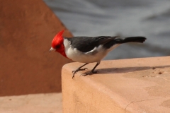 Graukardinal (Paroaria coronata)