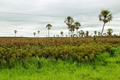 An der Pista Transchaco