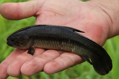 Hoplerythrinus unitaeniatus