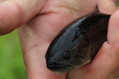 Hoplerythrinus unitaeniatus