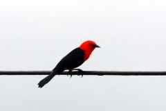 Scharlachköpfige Amsel (Amblyramphus holosericeus)