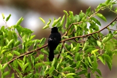 Einfarbige Amsel (Agelaius cyanopus)