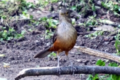 Rotbauchdrossel (Turdus rufiventris)