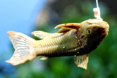 Hoplosternum littorale