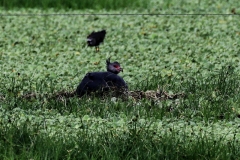 Halsband-Wehrvogel (Chauna torquata)