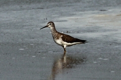 Einsamer Wasserläufer (Tringa solitaria)