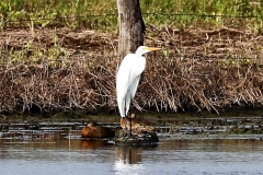 Silberreiher (Egretta alba)