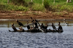 Olivenscharbe (Phalacrocorax olivaceus)