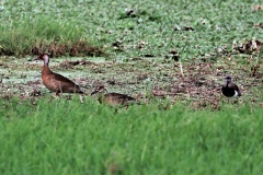 Amazonasente (Amazonetta brasiliensis)