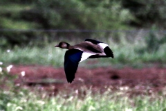 Amazonasente (Amazonetta brasiliensis)