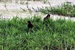 Rotstirn-Blatthühnchen (Jacana jacana)