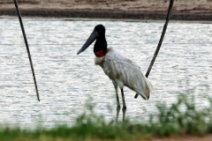 Jabiru (Jabiru mycteria)