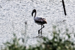 Chilenische Flamingos (Phoenicopterus chilensis)