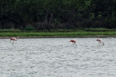 Chilenische Flamingos (Phoenicopterus chilensis)