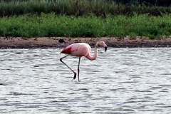 Chilenische Flamingos (Phoenicopterus chilensis)