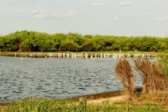 Salzsee im Gran Chaco