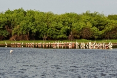 Salzsee im Gran Chaco