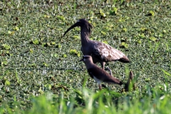 Bronzekiebitz (Vanellus chilensis), Schwarzzügelibis (Theristicus melanopis)