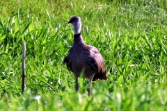 Halsband-Wehrvogel (Chauna torquata)