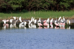 Silberreiher (Egretta alba), Rosa Löffler (Platalea ajaja), Cocoi-Reiher (Ardea cocoi), Waldstorch (Mycteria americana)