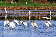 Waldstorch (Mycteria americana)