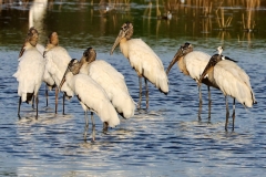 Waldstorch (Mycteria americana)